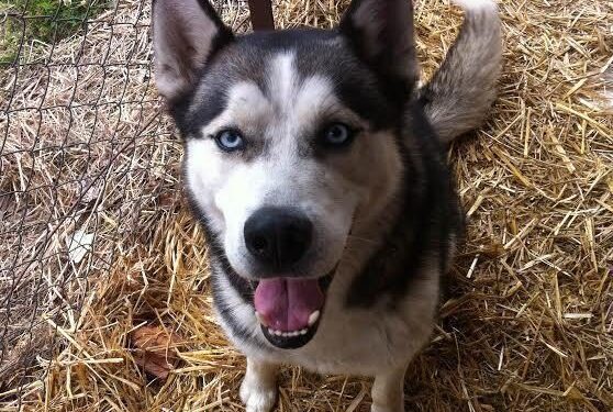 Globotinio pusryčiai: ieškomi supratingi šeimininkai energingam šuniui