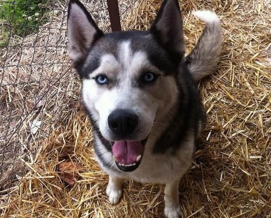 Globotinio pusryčiai: ieškomi supratingi šeimininkai energingam šuniui