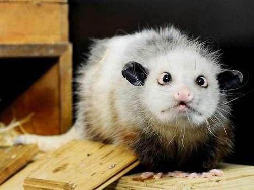 Su zoologijos sodu atsisveikino žvairaakis oposumas