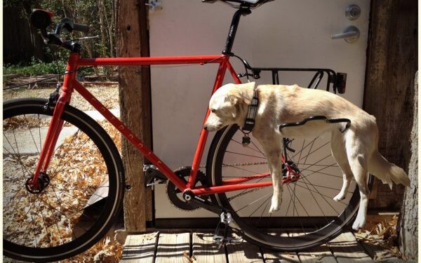 Daiktų pusryčiai. Šuns vieta – ant dviračio