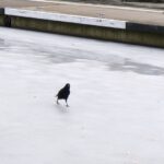 Varnos šou ant stogo: paukščiai irgi mėgsta čiuožinėti (video)