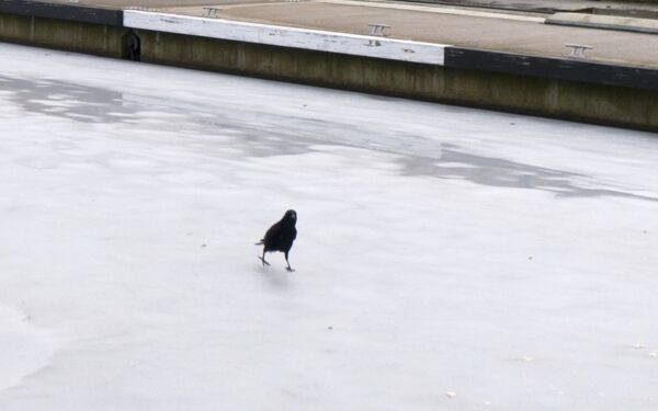 Varnos šou ant stogo: paukščiai irgi mėgsta čiuožinėti (video)