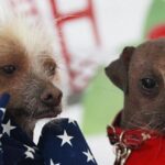 Kuris šuo bjauriausias pasaulyje - anglas ar amerikietis? (Foto)