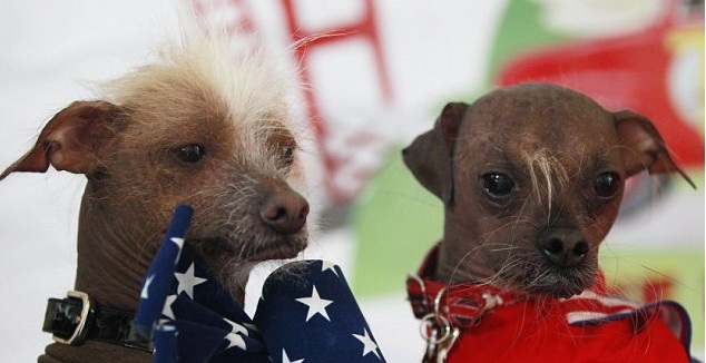 Kuris šuo bjauriausias pasaulyje - anglas ar amerikietis? (Foto)