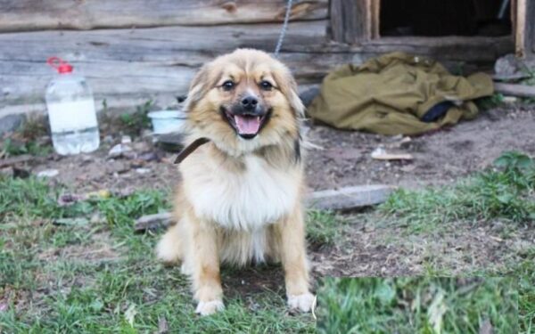 Globotinio pusryčiai. Namų ieško šunelis, kuriam vardą galėsi sugalvoti tu (foto)