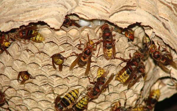 Atsargiai. Prasidėjo širšių ir vapsvų antpuoliai