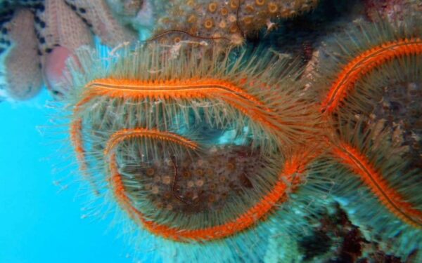 Gyvūnų pasaulis: niekada nematyti, o jau išnykę (Foto)