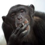 Tyrimas: pinigai beždžiones pavertė banditais ir prostitutėmis