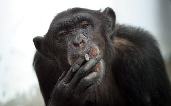 Tyrimas: pinigai beždžiones pavertė banditais ir prostitutėmis