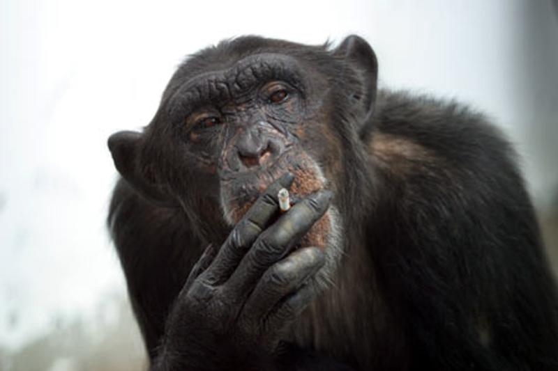 Tyrimas: pinigai beždžiones pavertė banditais ir prostitutėmis