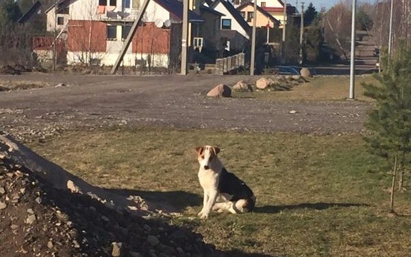 Globotinio pusryčiai: Galgiuose priklydęs šunelis