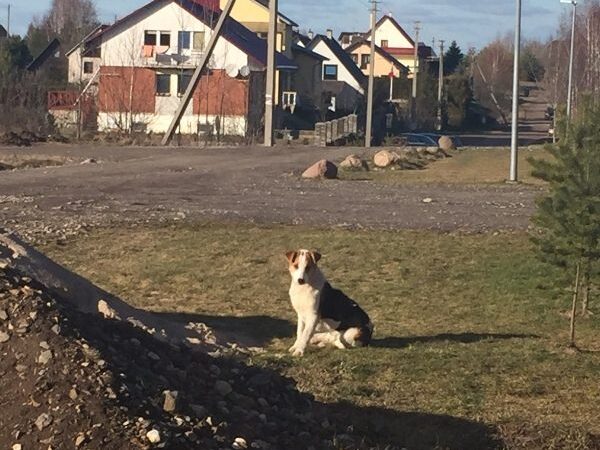 Globotinio pusryčiai: Galgiuose priklydęs šunelis