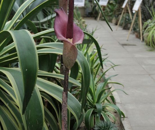 Botanikos sode pražydo egzotiškieji amorfofalai