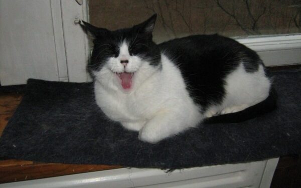 Globotinio pusryčiai: laimę nešanti katytė Zika