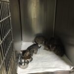 Globotinio pusryčiai: prašome pagalbos kačiukų gydymui ir ieškome jiems namų