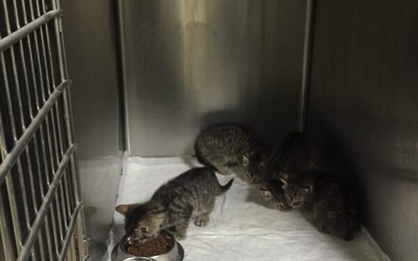 Globotinio pusryčiai: prašome pagalbos kačiukų gydymui ir ieškome jiems namų