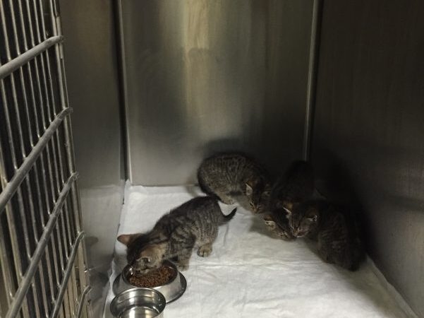 Globotinio pusryčiai: prašome pagalbos kačiukų gydymui ir ieškome jiems namų