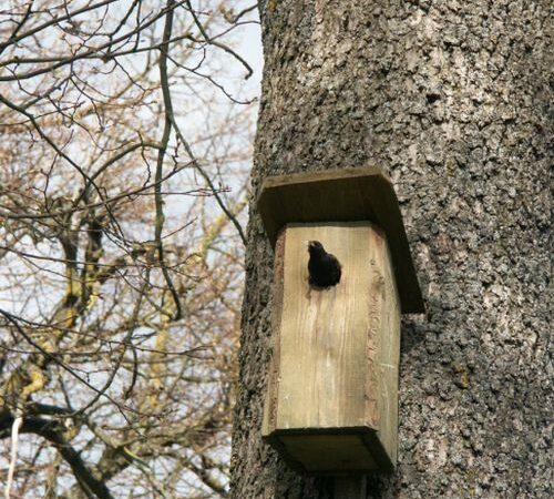 Inkile su įmontuota kamera –  trileris