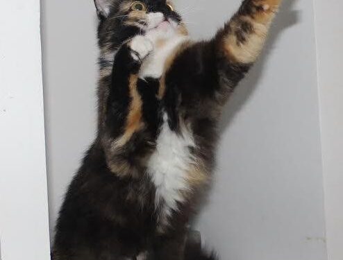 Globotinio pusryčiai.Ieškome namų linksmuolei IšDaigai (foto)