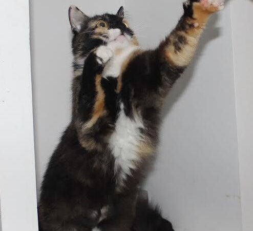 Globotinio pusryčiai.Ieškome namų linksmuolei IšDaigai (foto)