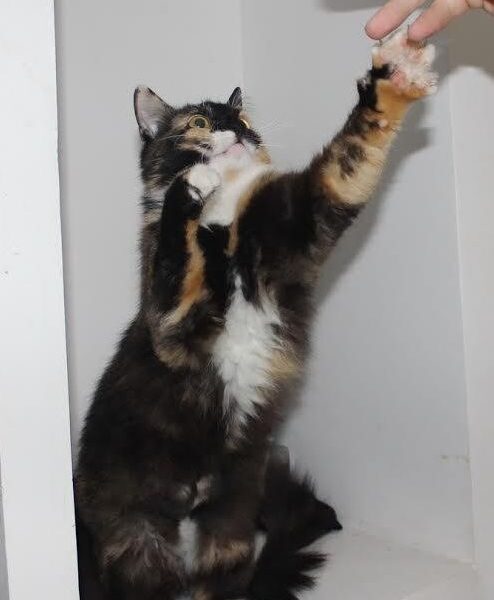 Globotinio pusryčiai.Ieškome namų linksmuolei IšDaigai (foto)