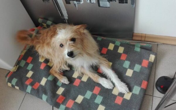 Globotinio pusryčiai: išduota, išmesta, nereikalinga… Ieškome mylinčių žmonių!