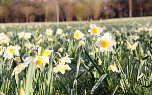 Druskininkai kviečia į Narcizų žydėjimo šventę: 220 tūkstančių narcizų jau skleidžia žiedus