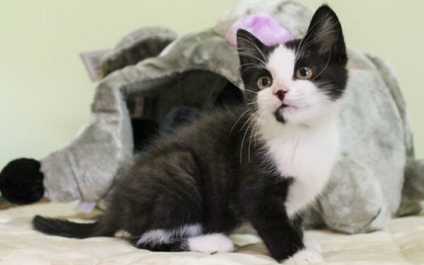 Globotinio pusryčiai: Papartėlė Jonė