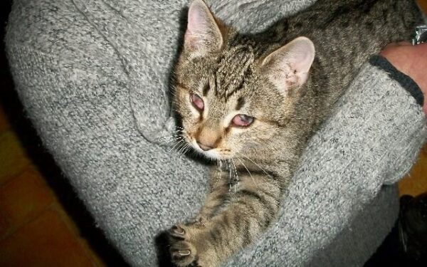 Globotinio pusryčiai: Ieškome namų pasaulio nematančiai Junai