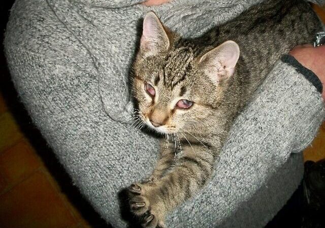 Globotinio pusryčiai: Ieškome namų pasaulio nematančiai Junai