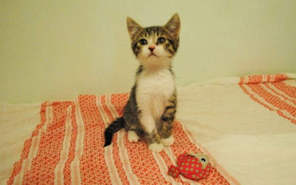 Globotinio pusryčiai: energingasis katinėlis Justukas ieško namų