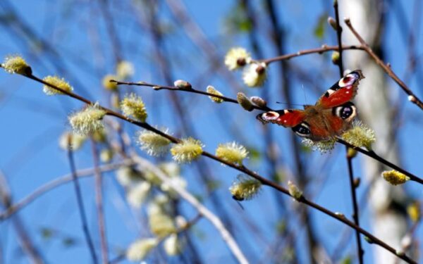 Savaitės pradžia prognozuojama  šilta ir pavasariška