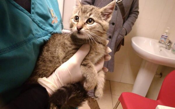 Globotinio pusryčiai: išbadėjęs ir išsigandęs kačiukas, pasiklydęs požemiuose