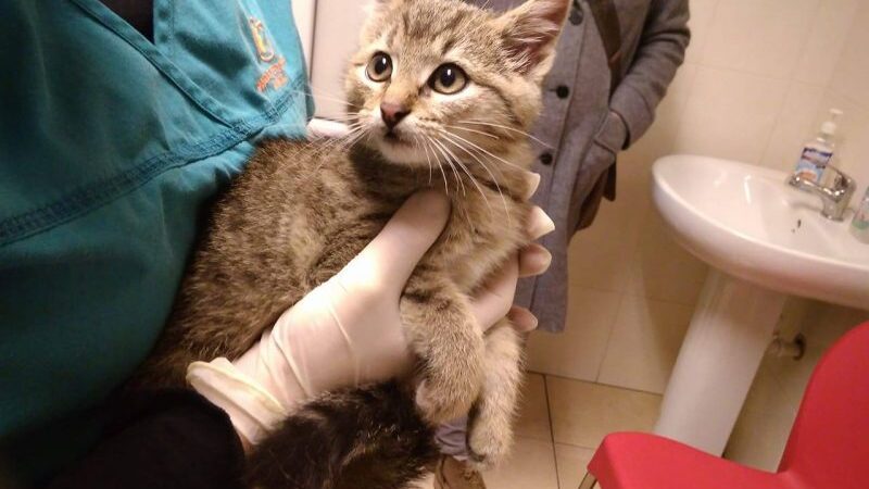 Globotinio pusryčiai: išbadėjęs ir išsigandęs kačiukas, pasiklydęs požemiuose