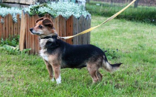 Globotinio pusryčiai: visų draugė Kaila