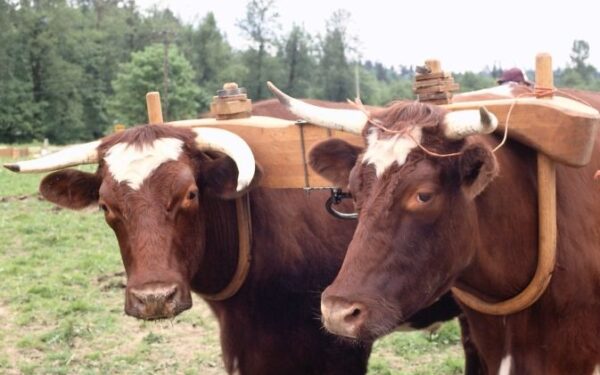 Šiandien – tarptautinė gyvūnų teisių diena