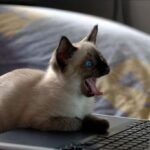 Nauji „Dell“ nešiojami kompiuteriai atsiduoda kačių šlapimu?
