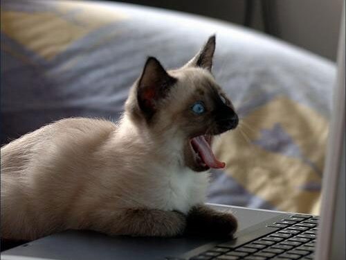 Nauji „Dell“ nešiojami kompiuteriai atsiduoda kačių šlapimu?