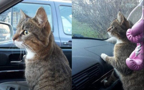 Globotinio pusryčiai: nes be namų negerai… Katas ieško namų