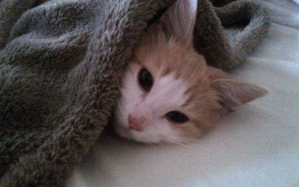 Negi jau sulaukėme tikrosios žiemos?