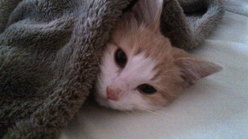 Negi jau sulaukėme tikrosios žiemos?