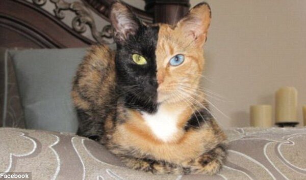 Dviveidė katė užkariavo internautų širdis (foto, vedeo)
