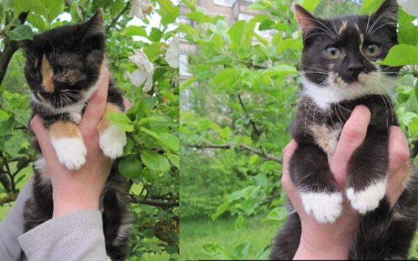 Globotinio pusryčiai: marmurinės katytės Viva ir Diva ieško namų