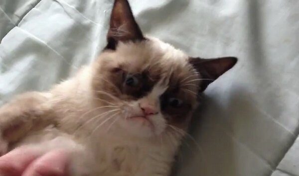 Kas tas „paniuręs katinas“? (foto, video)