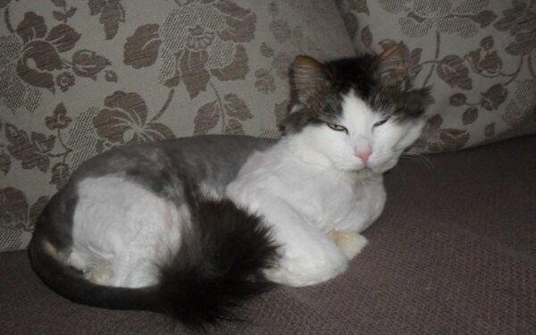 Globotinio pusryčiai: Spirgiukas Plikiukas