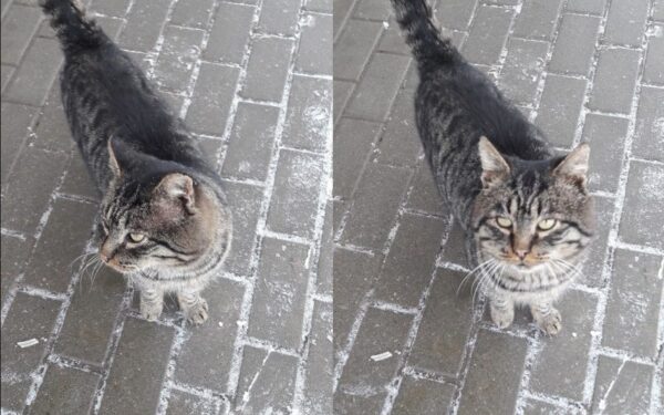 Globotinio pusryčiai: gimęs mylėti, bet priverstas kentėti. Vasia ieško namų