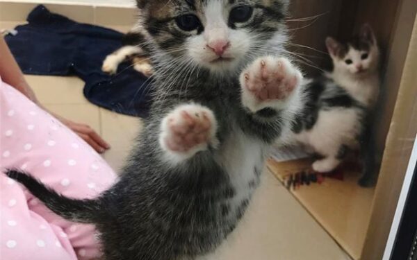 Globotinio pusryčiai: meilūs katinukai ieško namų (foto)