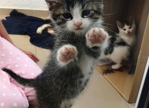 Globotinio pusryčiai: meilūs katinukai ieško namų (foto)