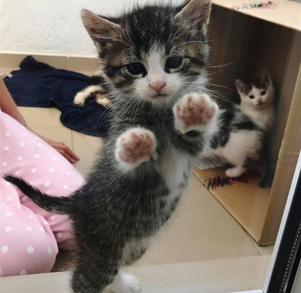 Globotinio pusryčiai: meilūs katinukai ieško namų (foto)