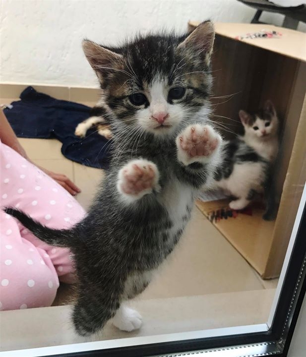 Globotinio pusryčiai: meilūs katinukai ieško namų (foto)